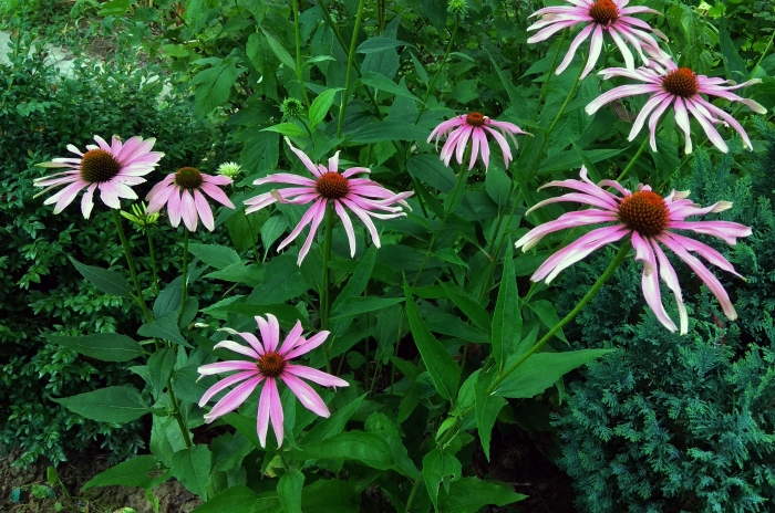 Echinacea