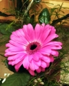 Gerbera