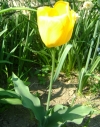 lt tulipn