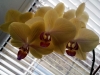 lt orchidea