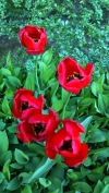 Tulipny