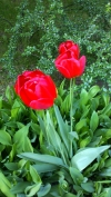 Tulipny