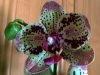 Orchidea 